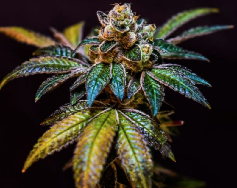 Cola